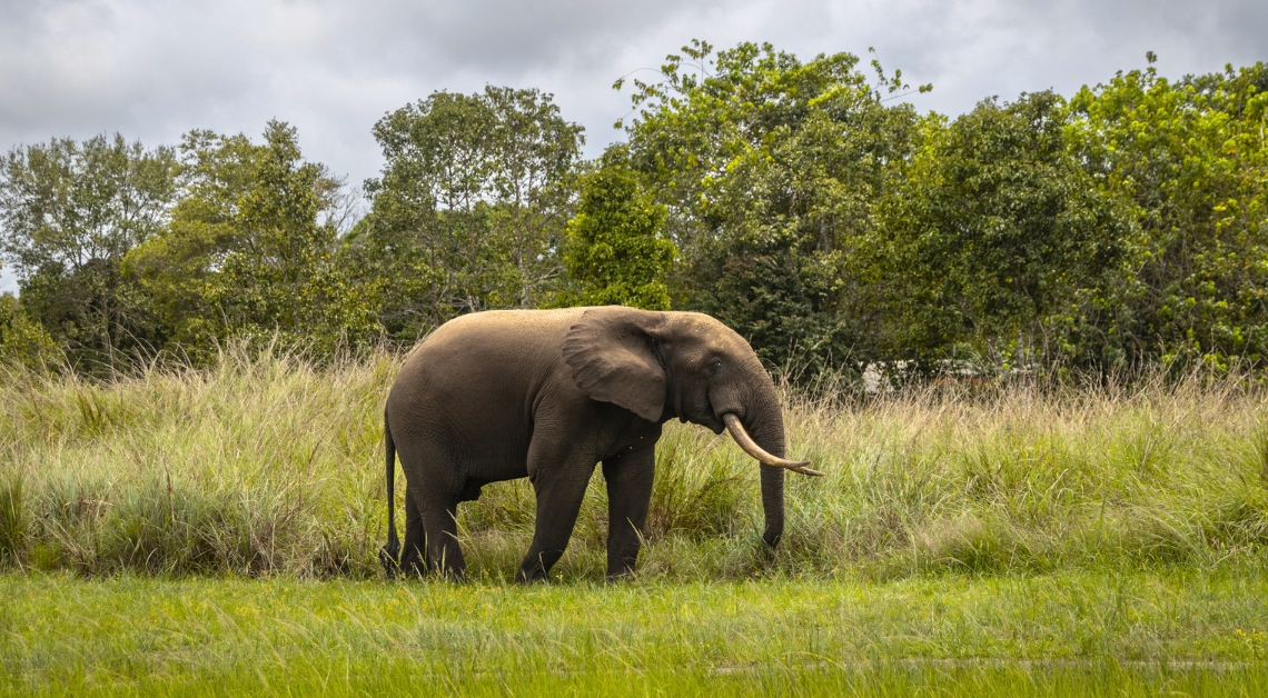 Why These Elephants Sometimes Raid Farms for Their Bananas