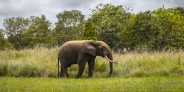Why These Elephants Sometimes Raid Farms for Their Bananas