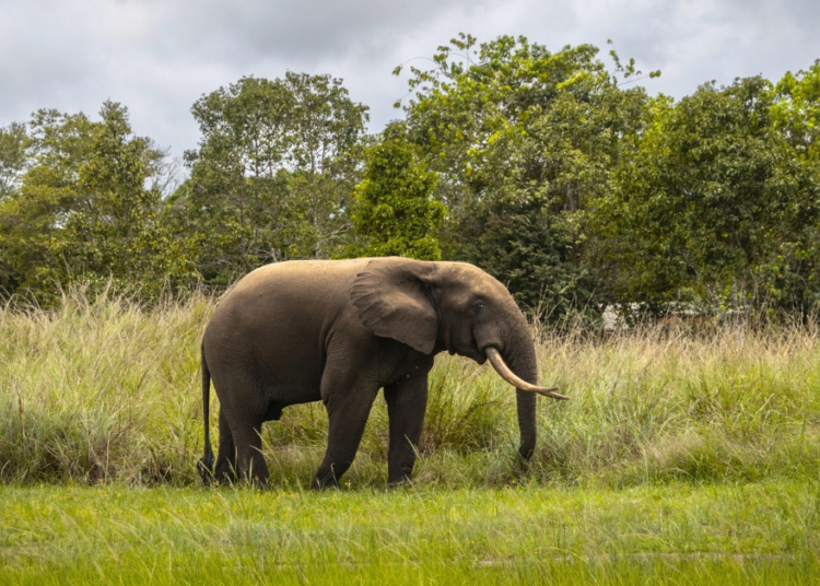 Why These Elephants Sometimes Raid Farms for Their Bananas
