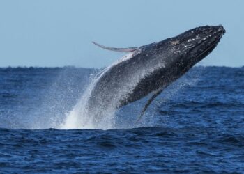 Whale that delighted Cape Cod watchers is found dead on Delaware shore