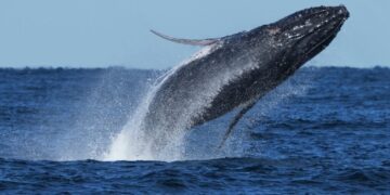 Whale that delighted Cape Cod watchers is found dead on Delaware shore