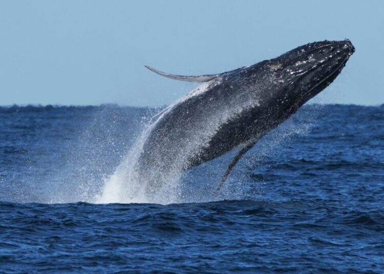 Whale that delighted Cape Cod watchers is found dead on Delaware shore