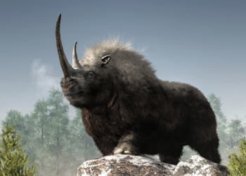 A Wolf Pup’s Last Meal Changed What We Know About Woolly Rhino Extinction