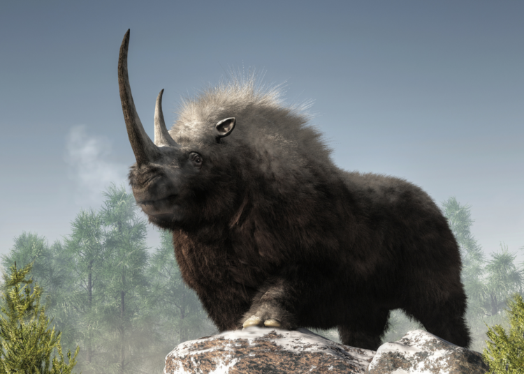 A Wolf Pup’s Last Meal Changed What We Know About Woolly Rhino Extinction