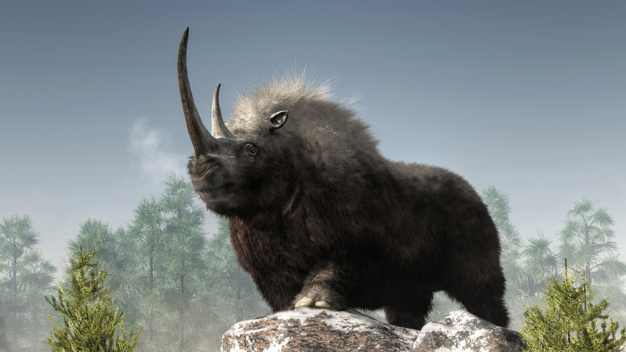 A Wolf Pup’s Last Meal Changed What We Know About Woolly Rhino Extinction