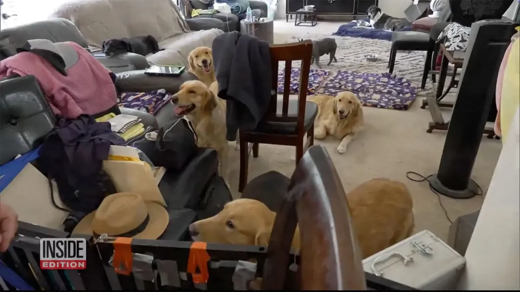 A messy room with several dogs in it, including golden retrievers and other breeds.