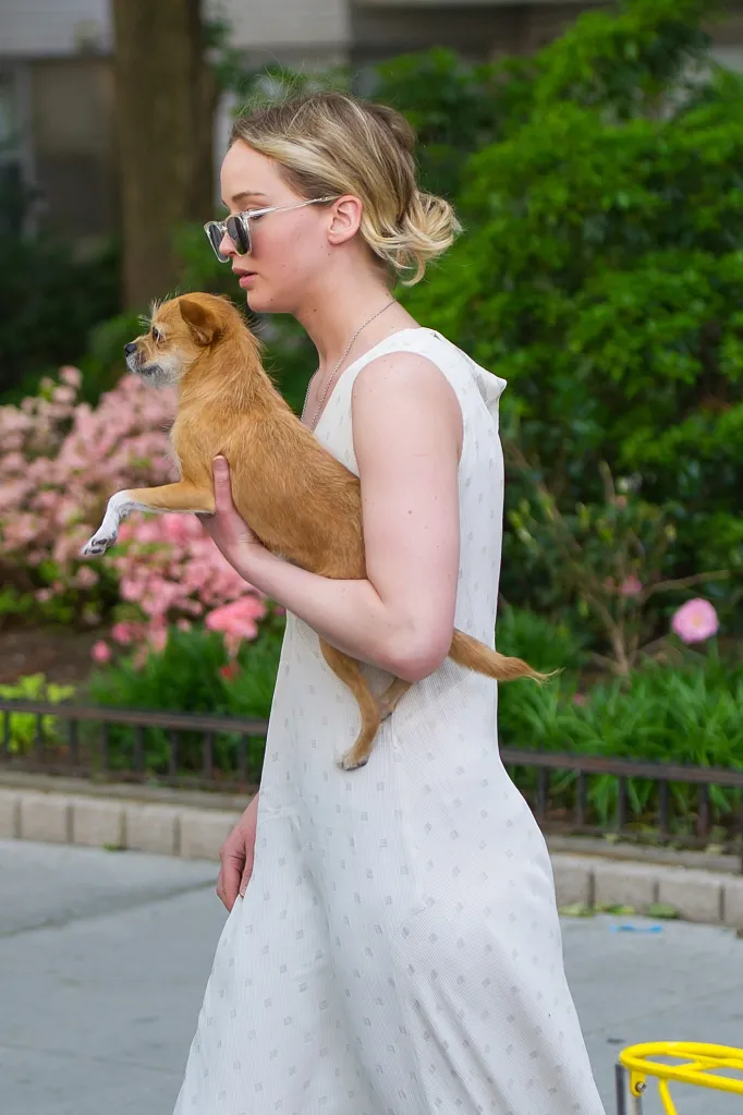 Actress Jennifer Lawrence walking with her dog Pippi.