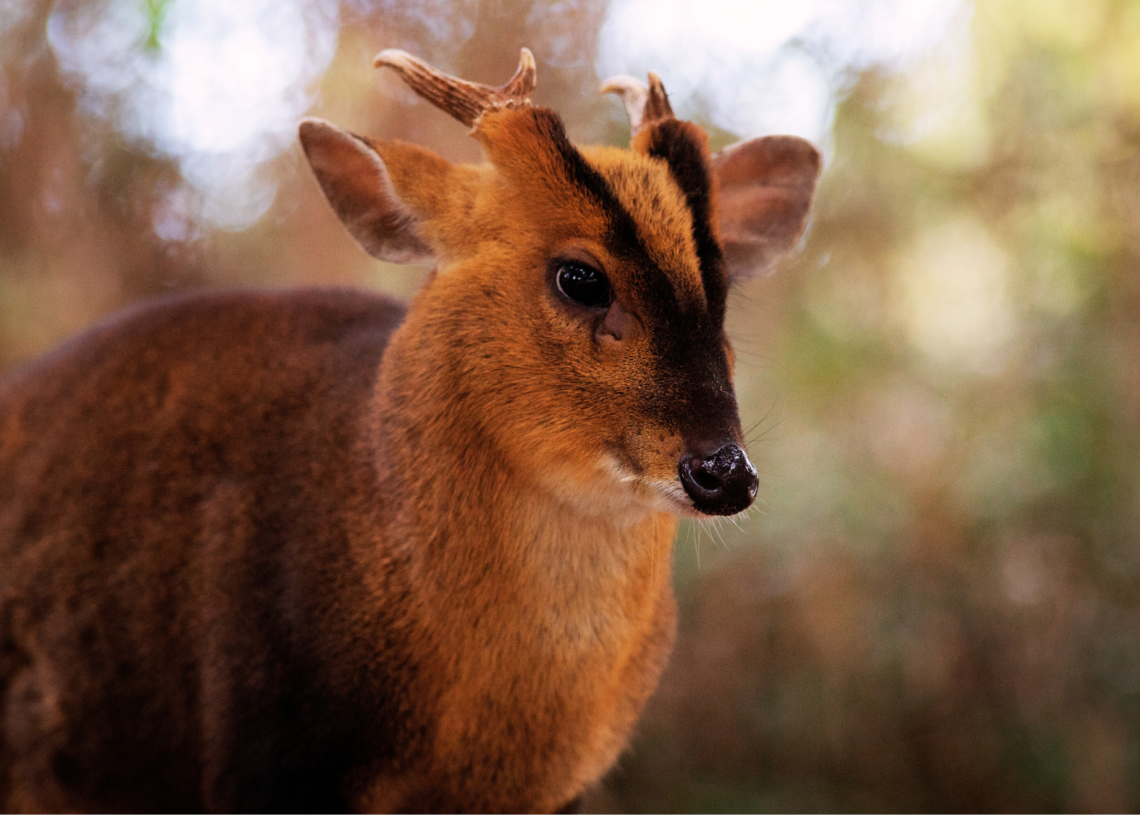 Adorable Tiny Deer Filmed Trying to Fight a Rhino at Polish Zoo