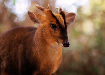Adorable Tiny Deer Filmed Trying to Fight a Rhino at Polish Zoo