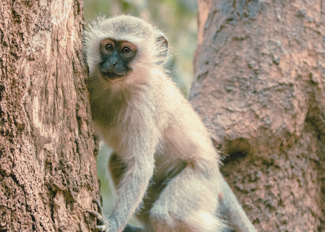 AI Hoaxes Are Really Screwing With the Monkey Search in St. Louis