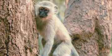 AI Hoaxes Are Really Screwing With the Monkey Search in St. Louis