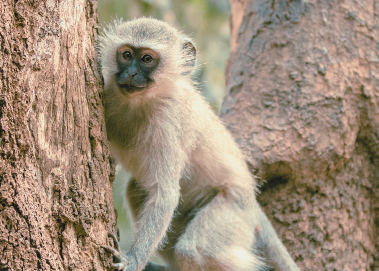 AI Hoaxes Are Really Screwing With the Monkey Search in St. Louis