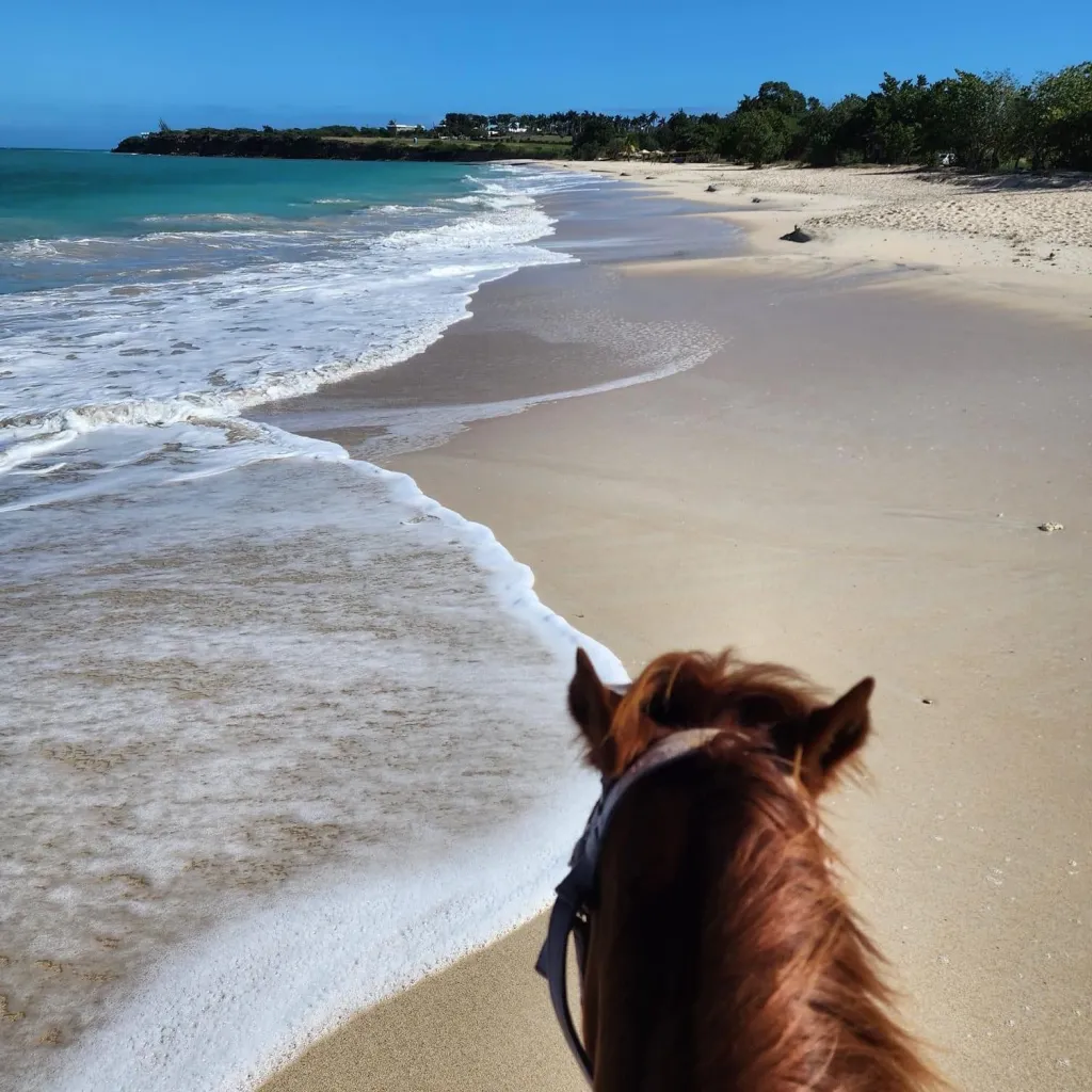 View from horseback of a sandy beach with turquoise ocean water and white foamy waves.