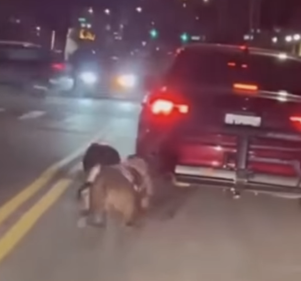 Two dogs being dragged behind a car in Long Island City Sunday night was caught in a disturbing video that was shared online.