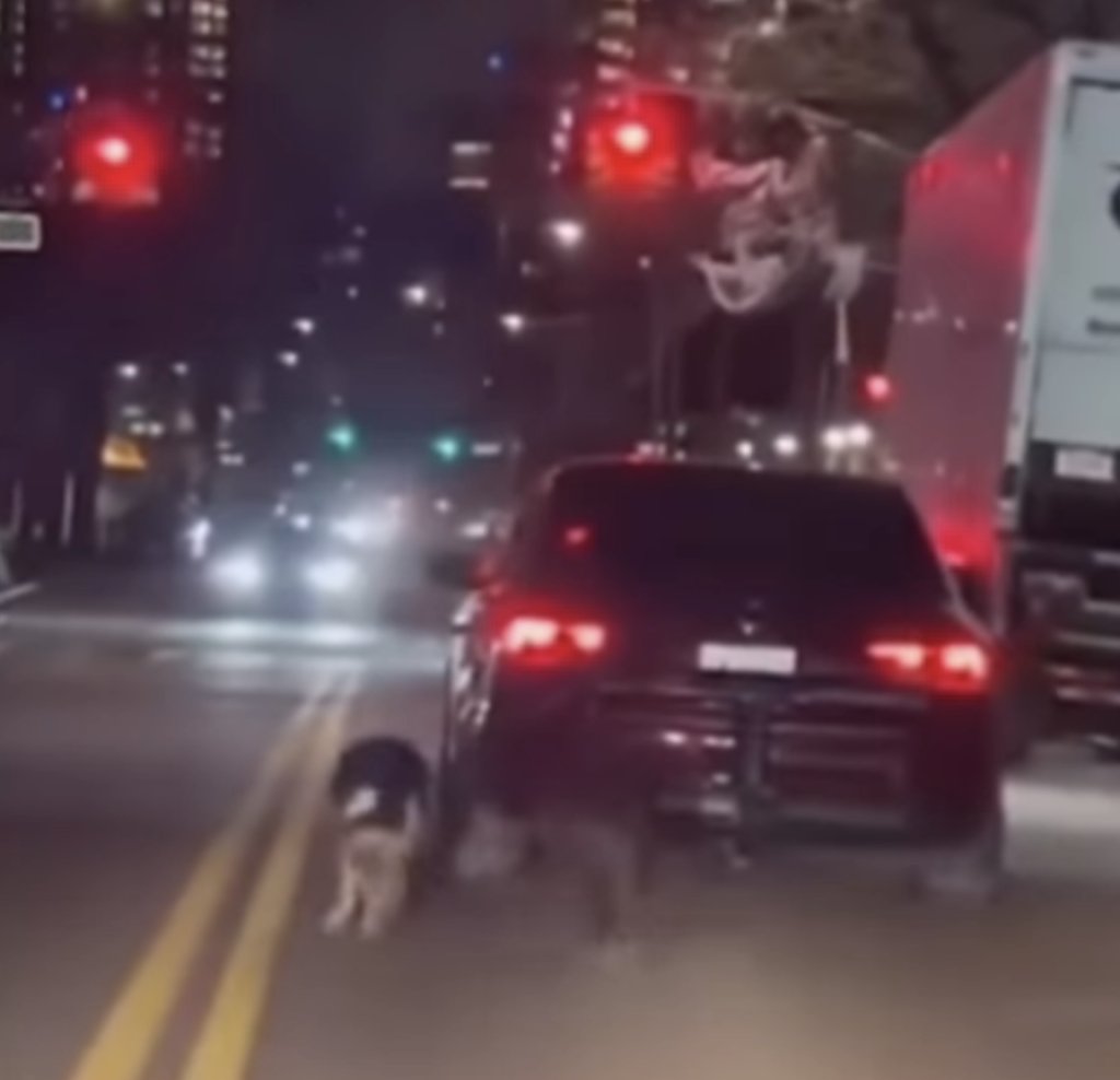Two dogs being dragged behind a car at night on a city street.