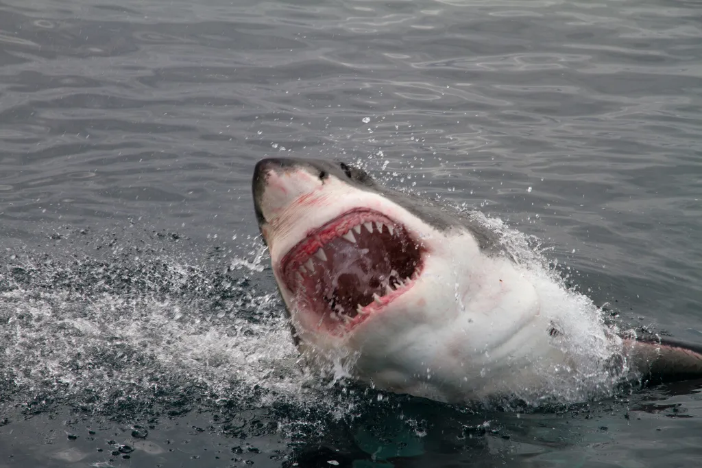 A great white shark jumps from the water, mouth wide open to reveal jagged teeth.