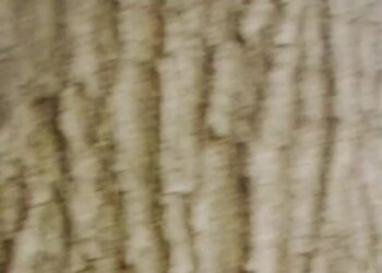 When Bruce Springsteen (Hank Azaria) Met Michael Stipe (Michael Shannon)