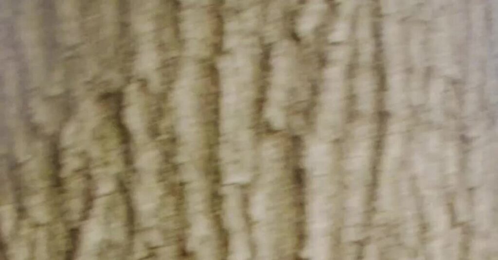 When Bruce Springsteen (Hank Azaria) Met Michael Stipe (Michael Shannon)