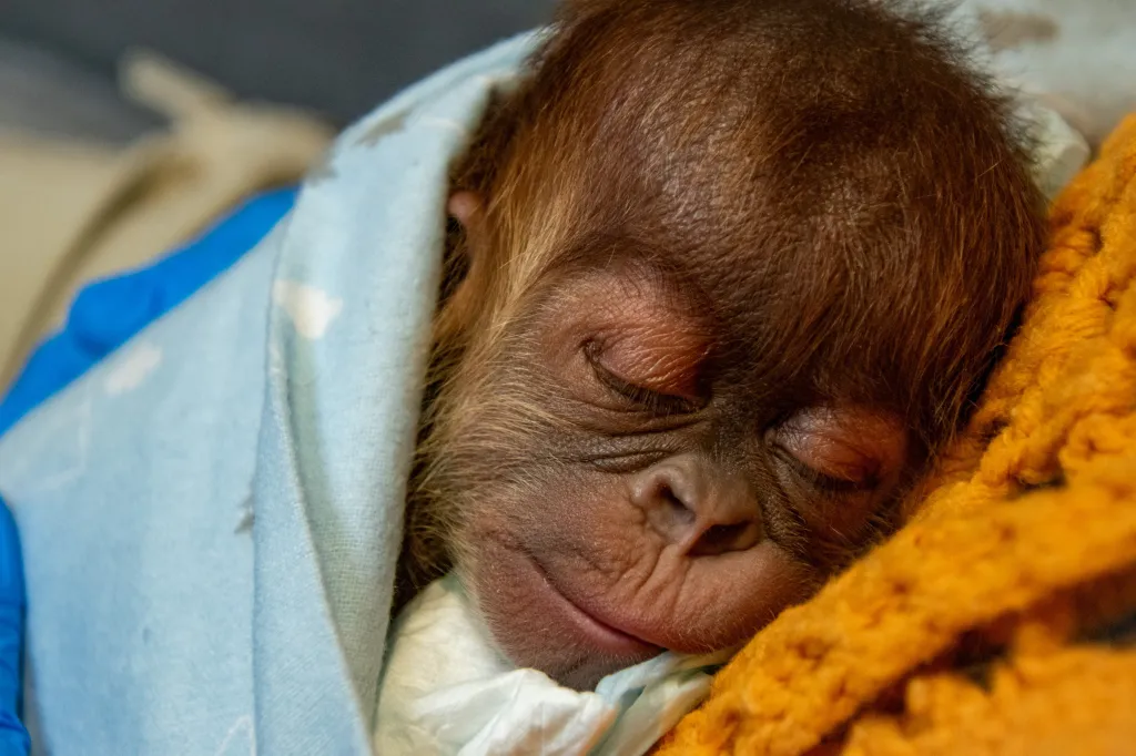 Close-up of baby orangutan Ruhana sleeping, wrapped in a light blue blanket.