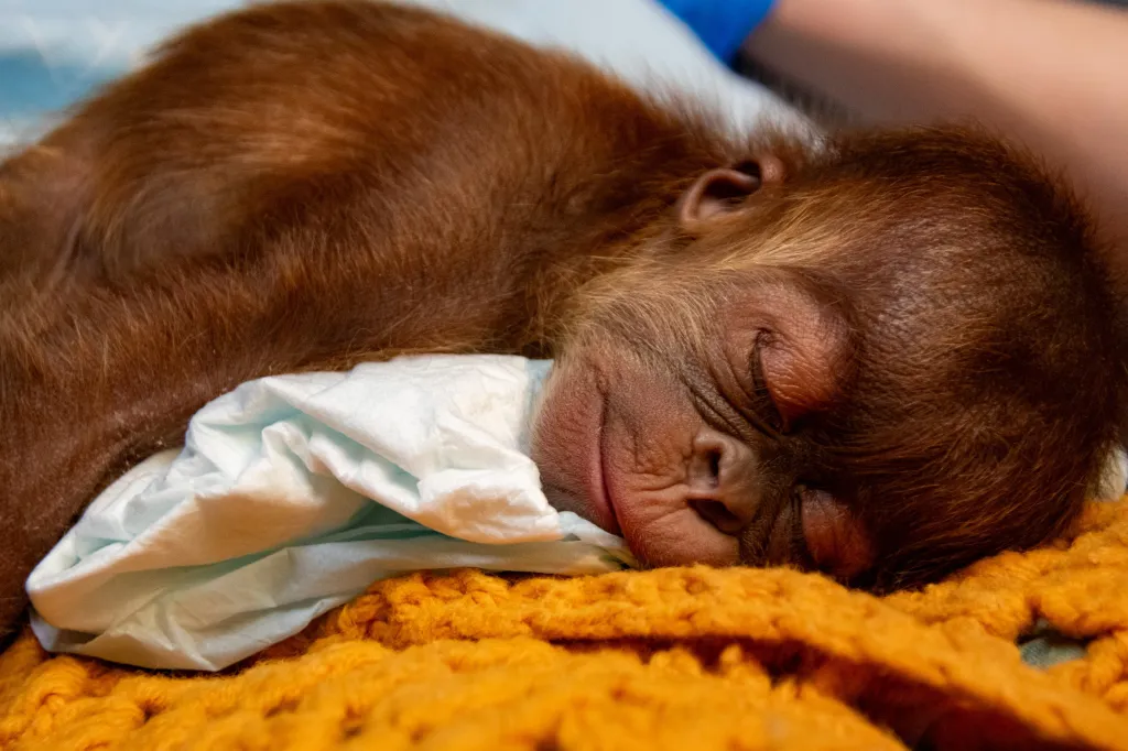 Baby orangutan Ruhana sleeping on an orange blanket.