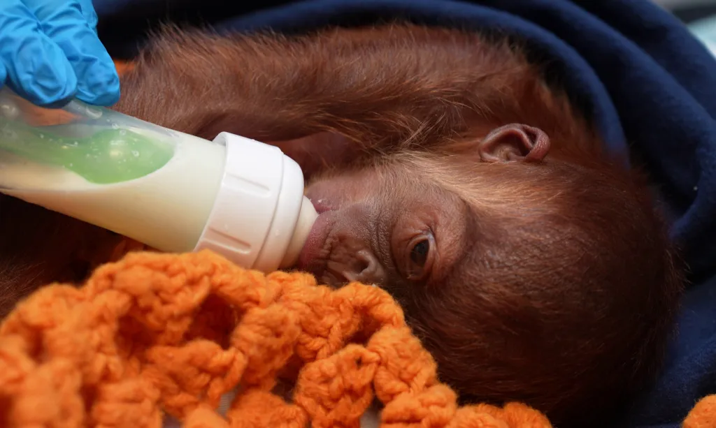 Baby orangutan Ruhana being bottle-fed by a person in blue gloves.