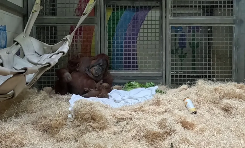 Mother orangutan, Jahe, with her baby, Ruhana, at the Memphis Zoo.