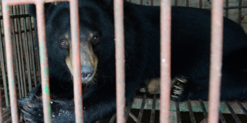Bear Bile Farming Is Finally Illegal in South Korea, Now 200 Moon Bears Need Homes