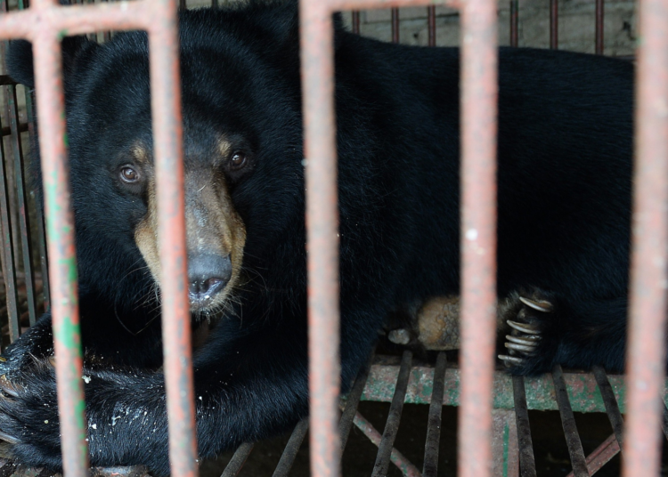 Bear Bile Farming Is Finally Illegal in South Korea, Now 200 Moon Bears Need Homes