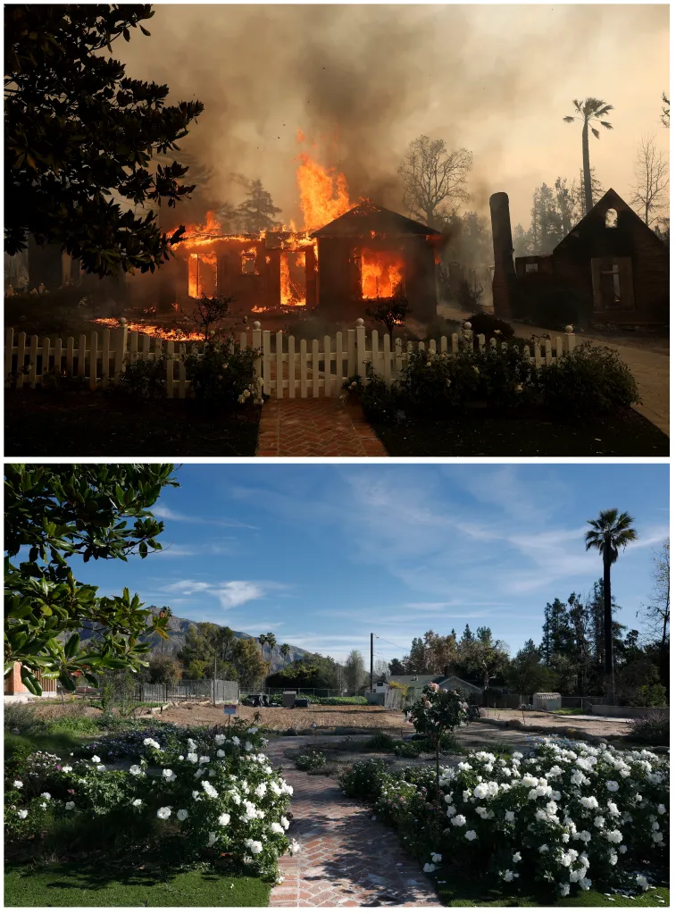 Collage of a house engulfed in flames, and the same location nearly a year later with white roses blooming.