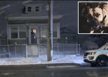 Man, 59, mauled to death by pit bull in NYC home: cops