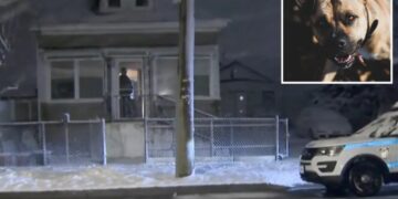 Man, 59, mauled to death by pit bull in NYC home: cops