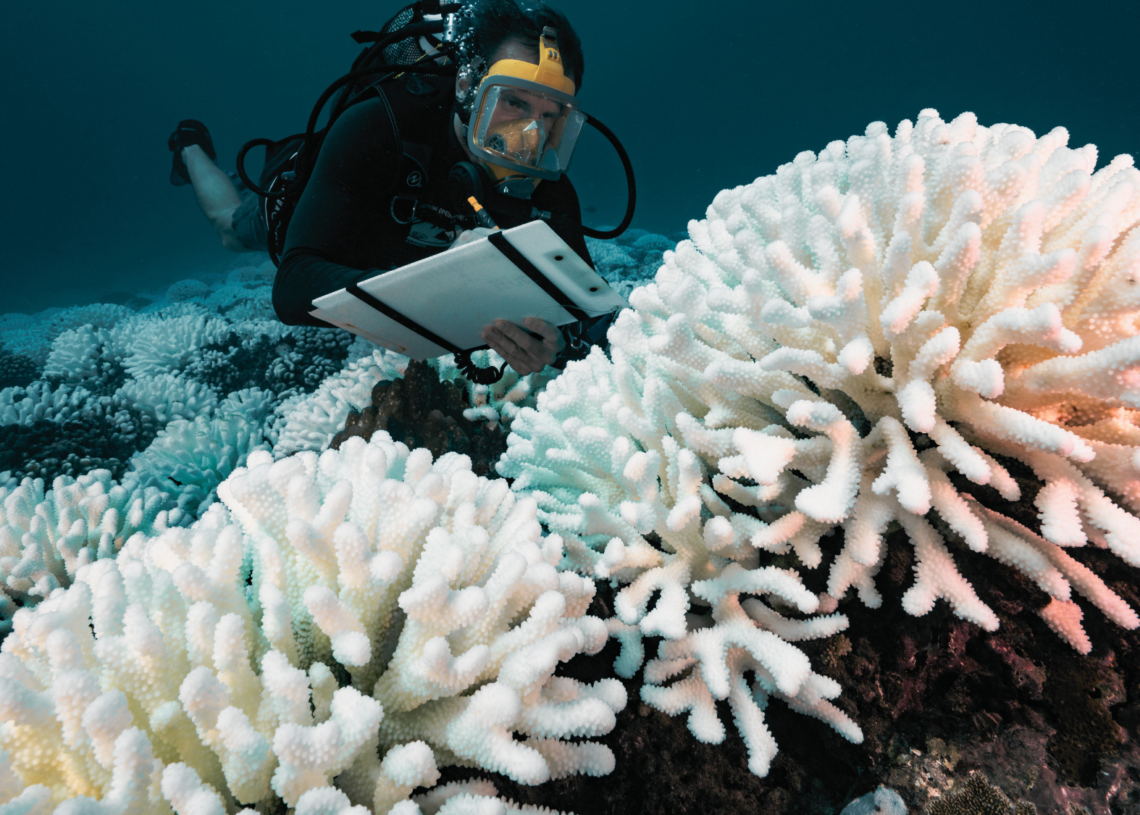 Could 2026 Be the Year Coral Reefs Collapse?