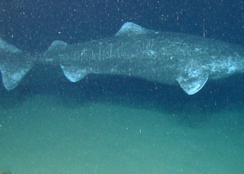 Could 400-Year-Old Sharks Hold the Secret to Eye Health for Humans?