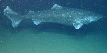 Could 400-Year-Old Sharks Hold the Secret to Eye Health for Humans?