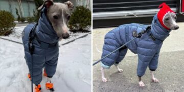 NYC dog goes viral for trying to walk in his new snow boots in adorable video: ‘Send help’