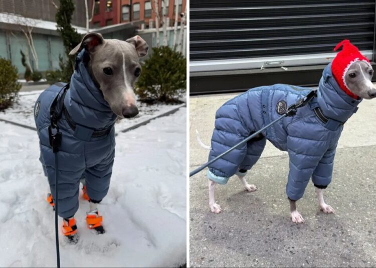 NYC dog goes viral for trying to walk in his new snow boots in adorable video: ‘Send help’