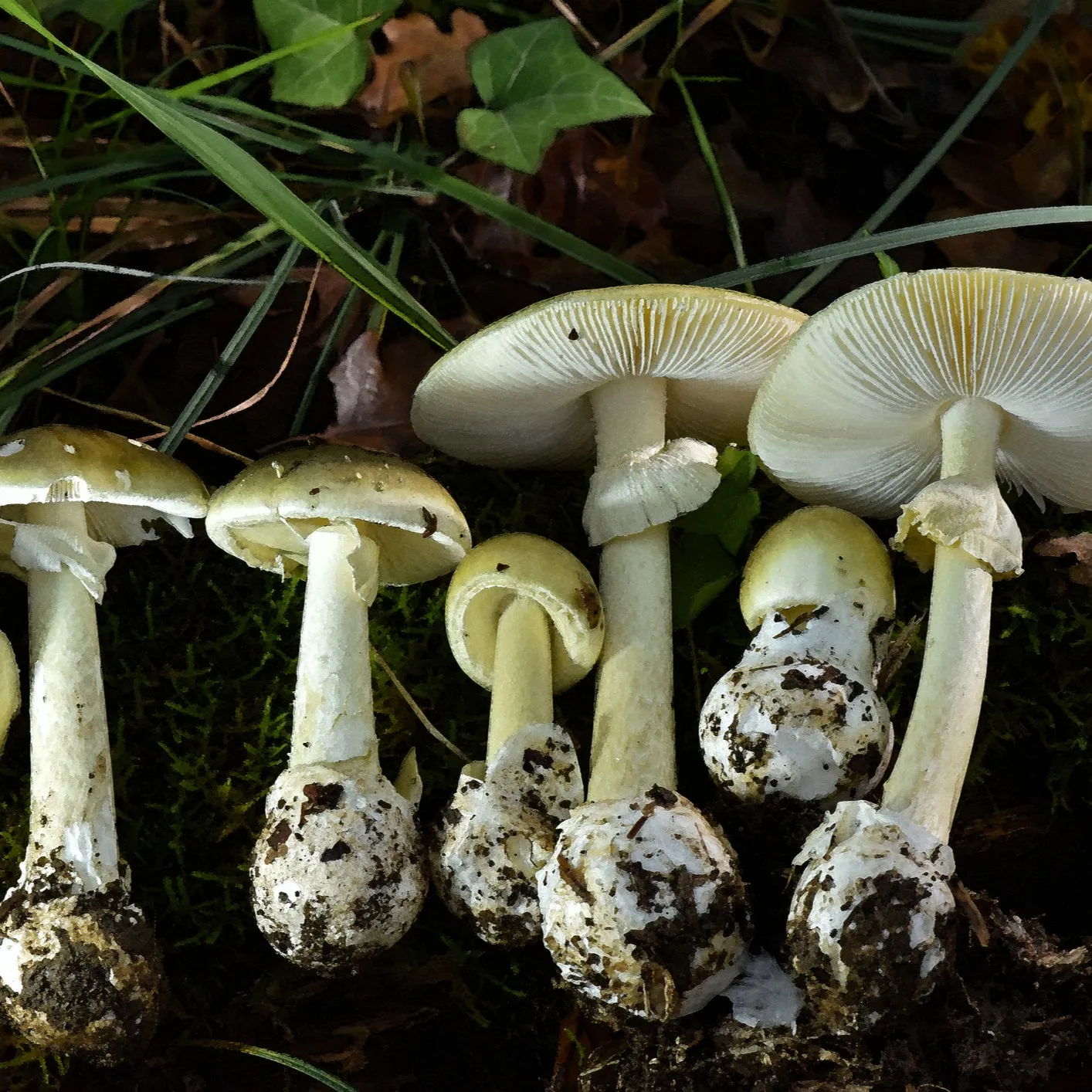 Close-up of several Death Cap Mushrooms (Amanita phalloides) growing in a field.