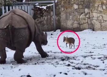 Tiny Deer Takes on 1.7-Ton Rhinoceros