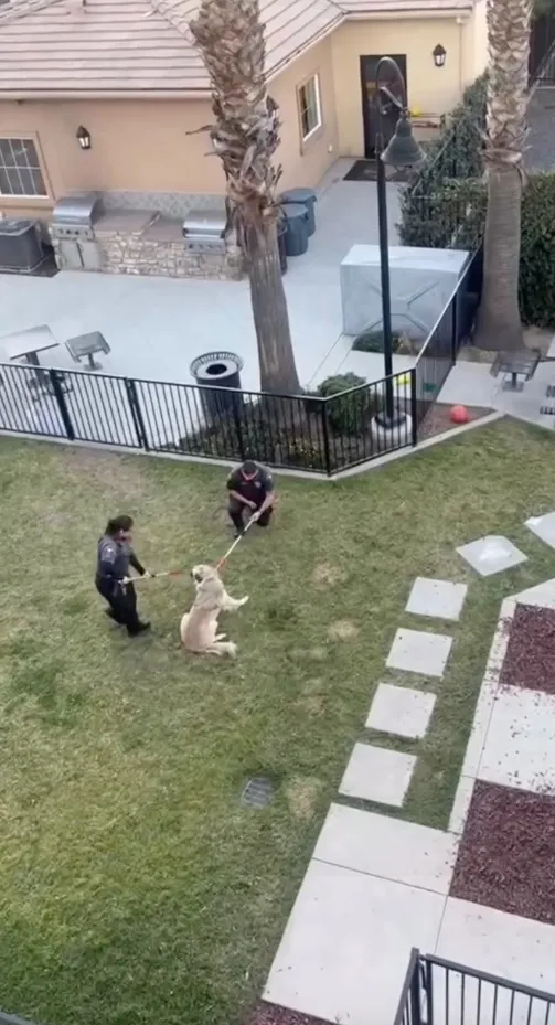 Two officers restraining a golden retriever with catch poles in a grassy yard.
