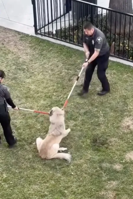 Two animal control officers using control poles on a distressed tan dog on a grassy area.