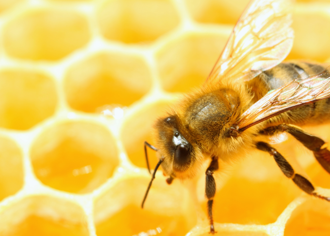Do Bees Hold the Key to Communicating With Aliens?