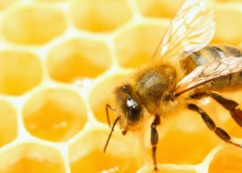Do Bees Hold the Key to Communicating With Aliens?
