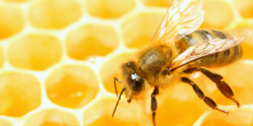 Do Bees Hold the Key to Communicating With Aliens?