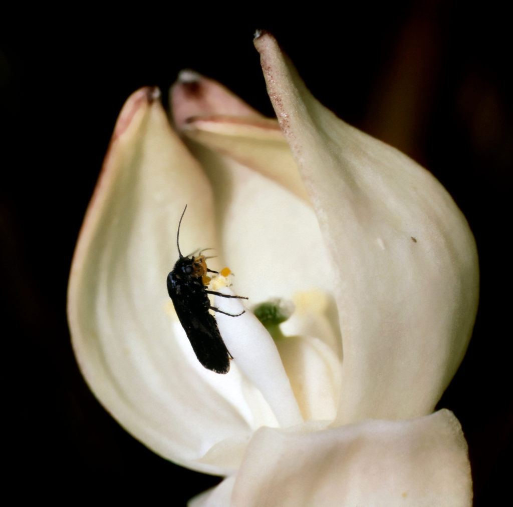 Female California yucca moth using tentacles to gather pollen from a Yucca whipplei anther.