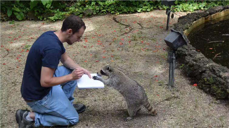 Person kneeling on ground holding notebook, while a raccoon stands on its hind legs to also look at the notebook