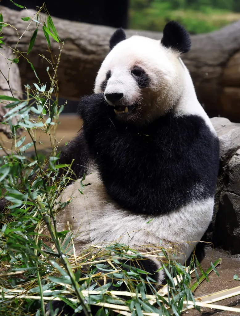 Visitors, many of them carrying panda-themed toys, call out the bears’ names and use smartphones to capture them as they nibble bamboo and stroll around.