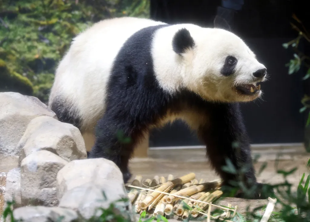 The absence of pandas at the zoo would cause an annual loss of about $128 million, according to Katsuhiro Miyamoto, an economics professor at Kansai University.
