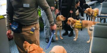 Airports and airlines have a fake service dog problem