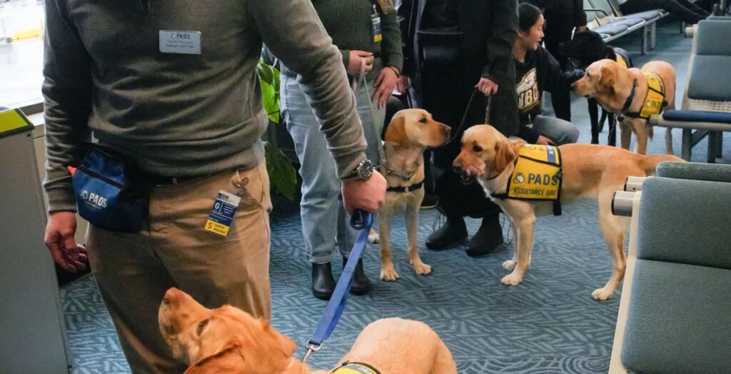 Airports and airlines have a fake service dog problem