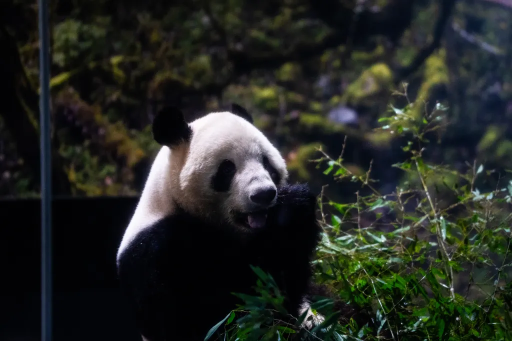 Giant panda Xiao Xiao eats inside an enclosure as zoo visitors rushed to view the animals on the final day of public viewing at Ueno Zoo in Tokyo, Japan, on Jan 25, 2026.